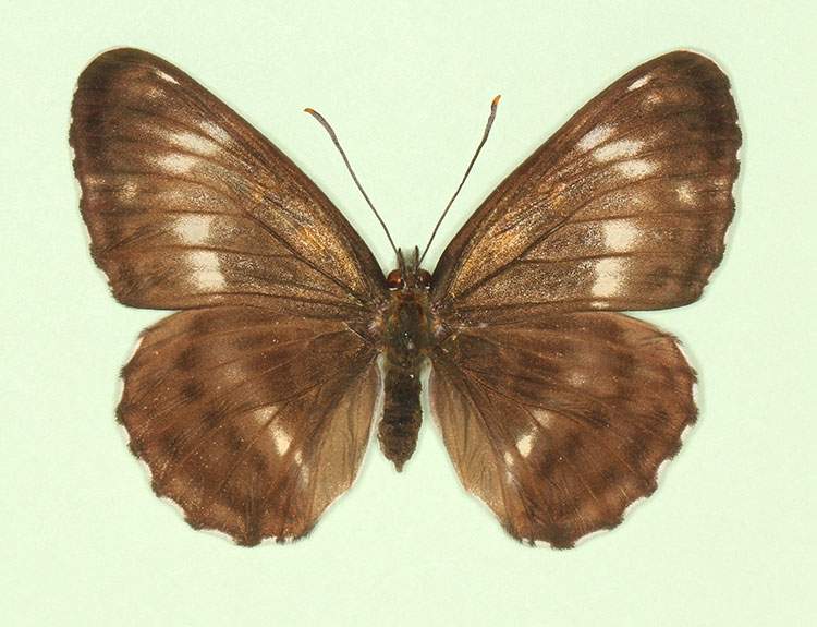 Limenitis camilla female (aberrant form obliterae 2) (Internet Image property of respective owner, non-commercial use only)
